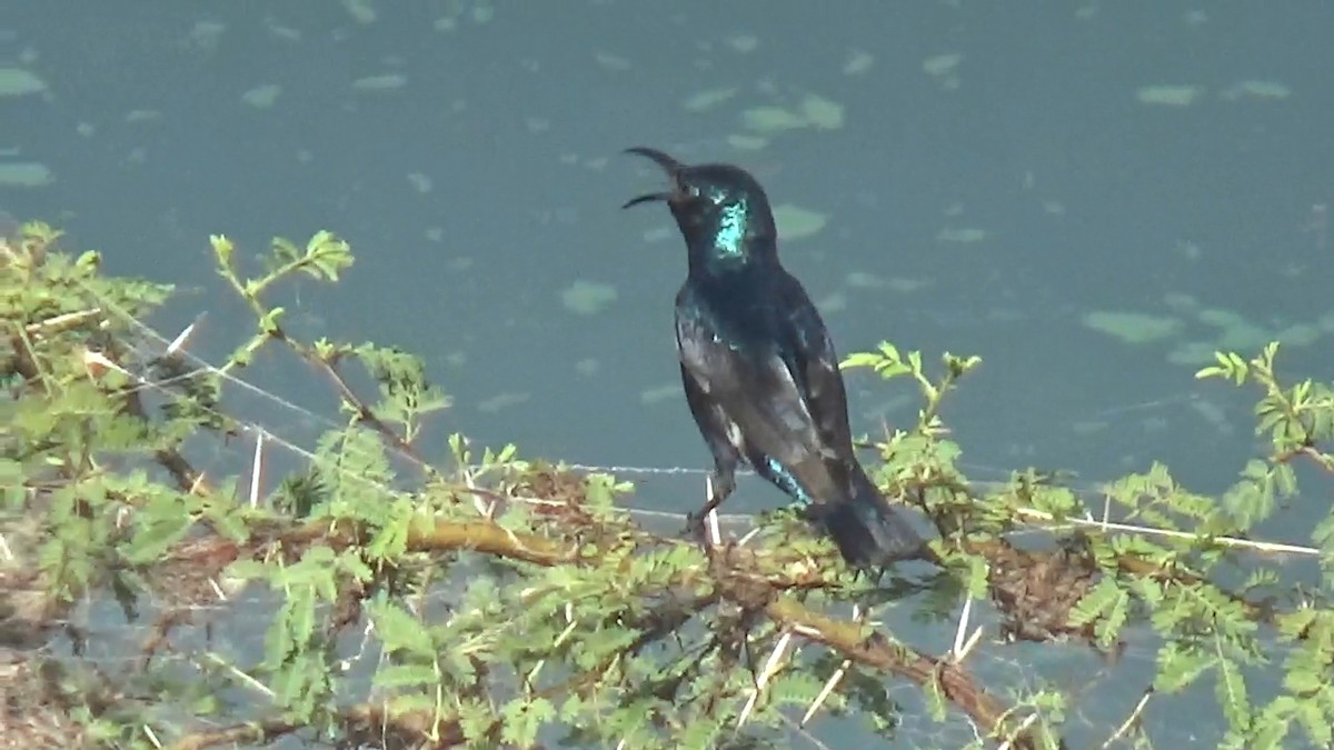 Purple Sunbird - ML646096207