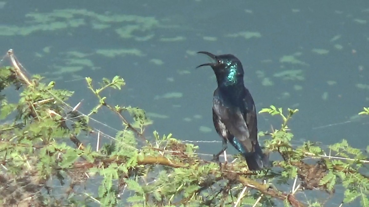 Purple Sunbird - ML646096208