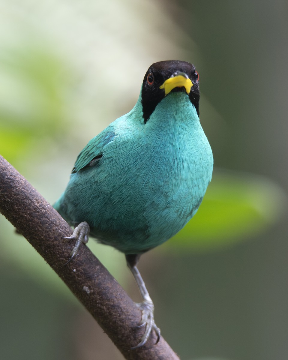 Green Honeycreeper - ML646096210