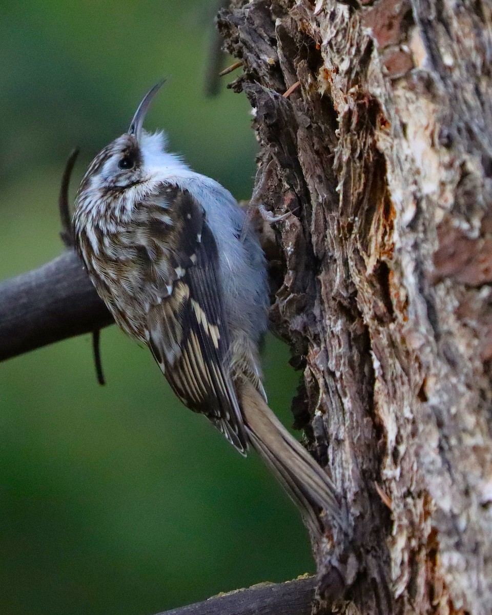 Brown Creeper - ML646096215