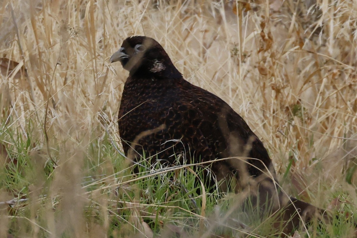 Ring-necked Pheasant - ML646096216