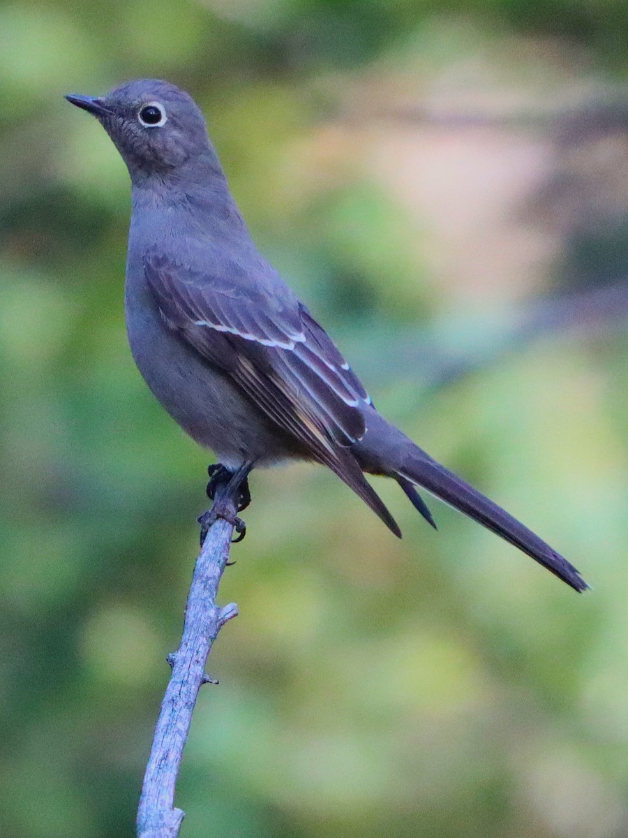 Townsend's Solitaire - ML646096219