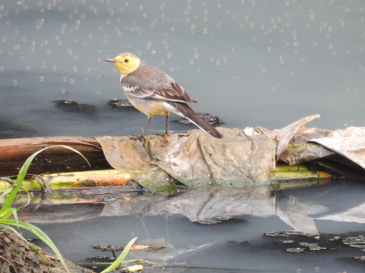 Citrine Wagtail - ML646096220