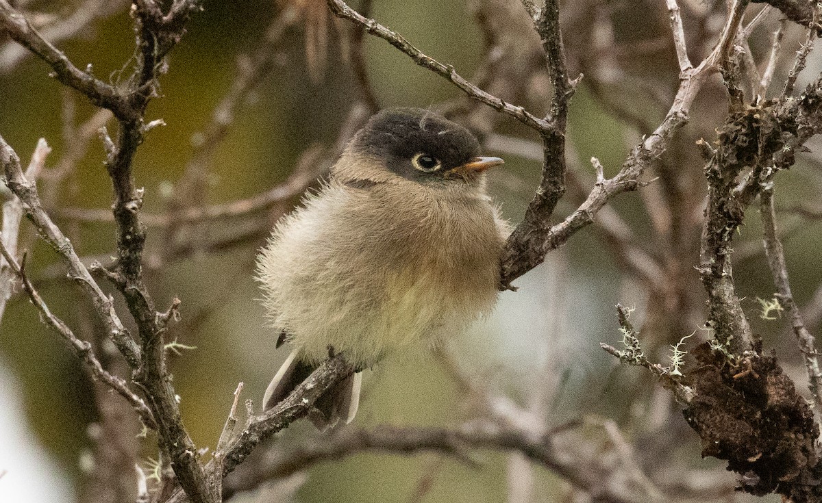 Black-capped Flycatcher - ML646096221