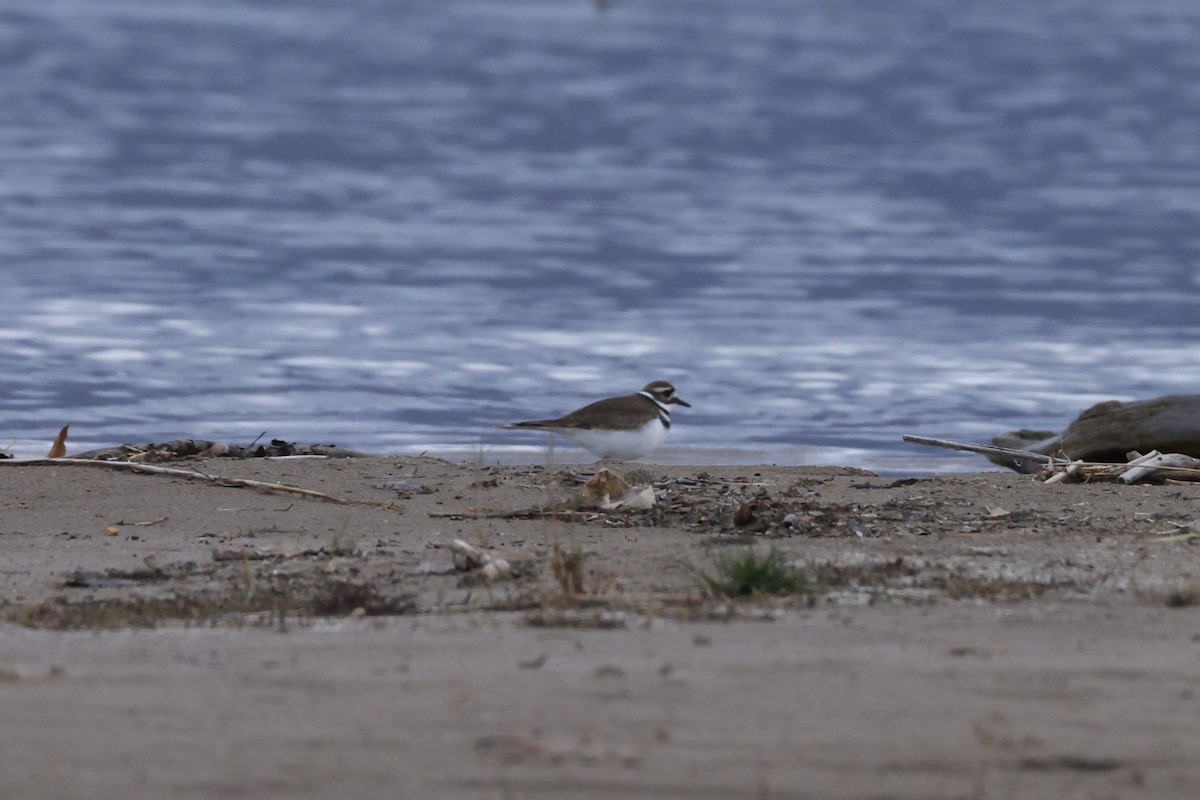 Killdeer - ML646096222