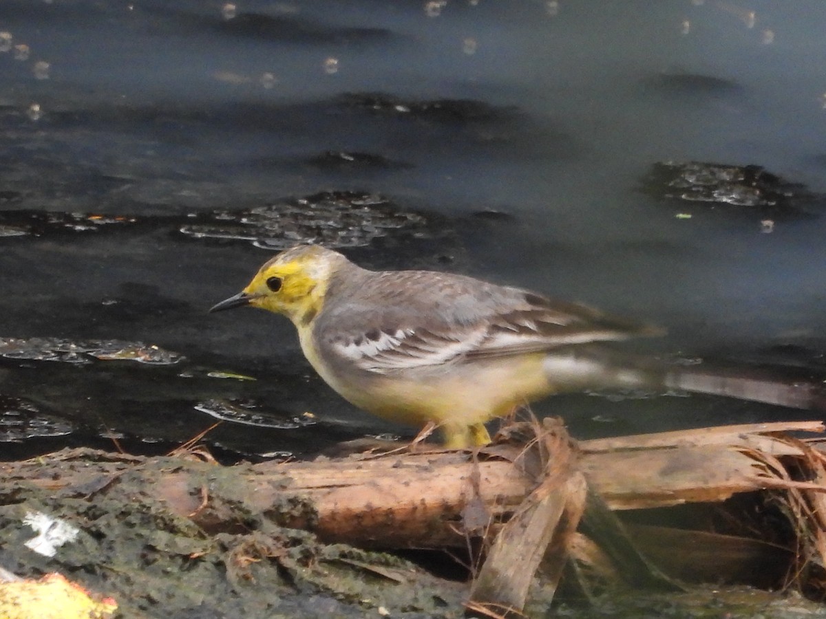 Citrine Wagtail - ML646096237