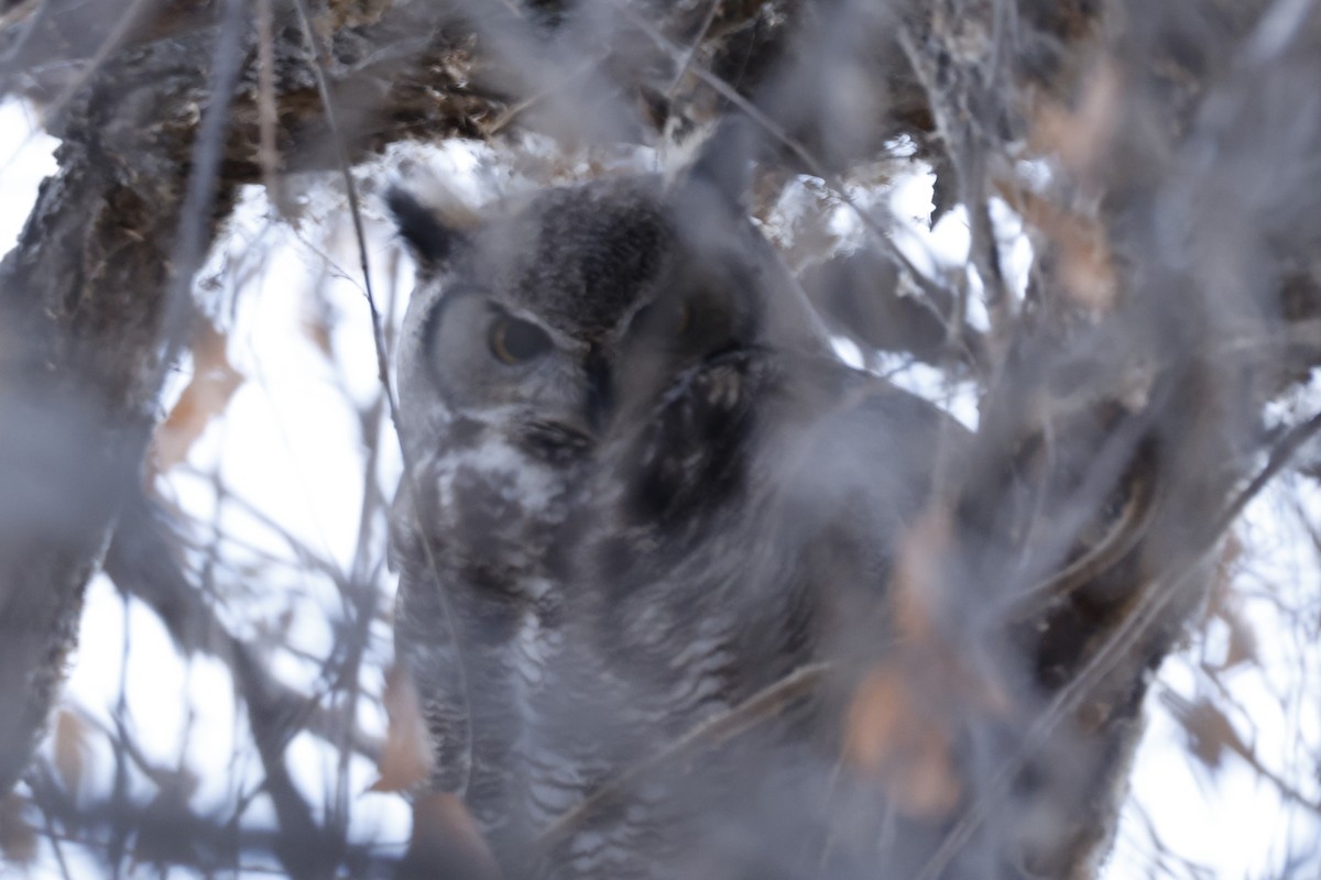 Great Horned Owl - ML646096242