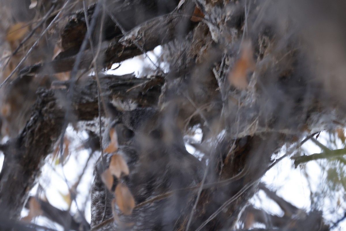 Great Horned Owl - ML646096243