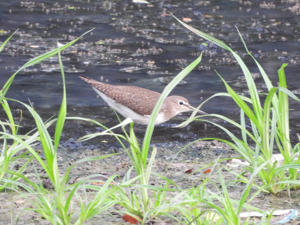 vodouš bahenní - ML646096245