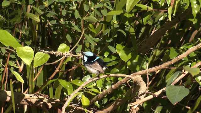 Superb Fairywren - ML646096247