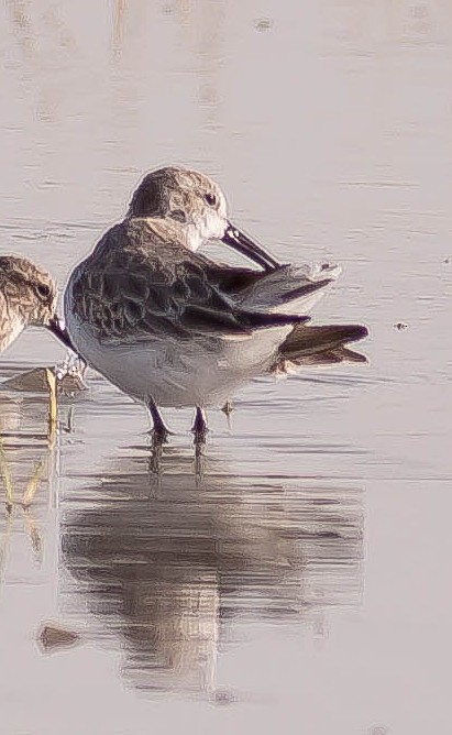 Western Sandpiper - ML646096250