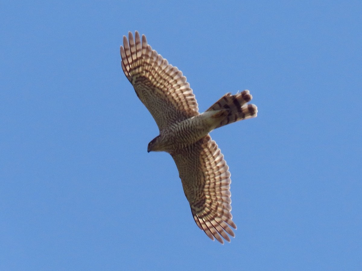 Eurasian Sparrowhawk - ML646096252