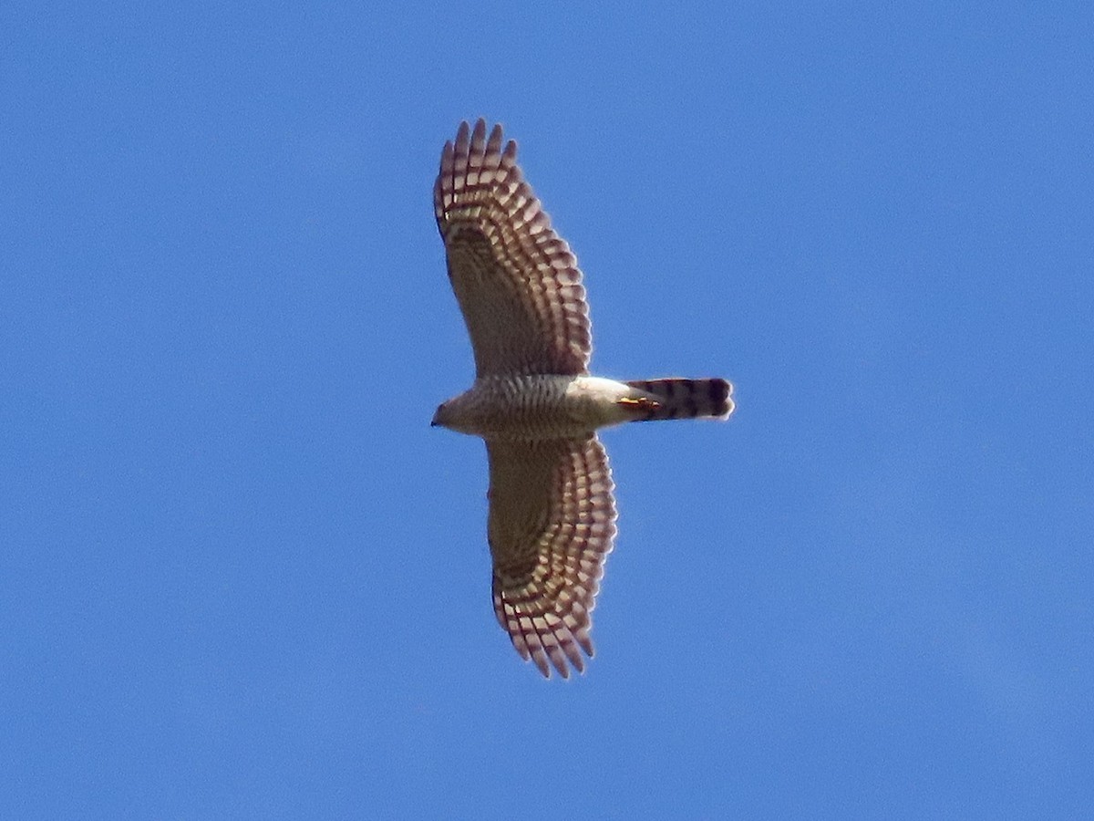 Eurasian Sparrowhawk - ML646096266
