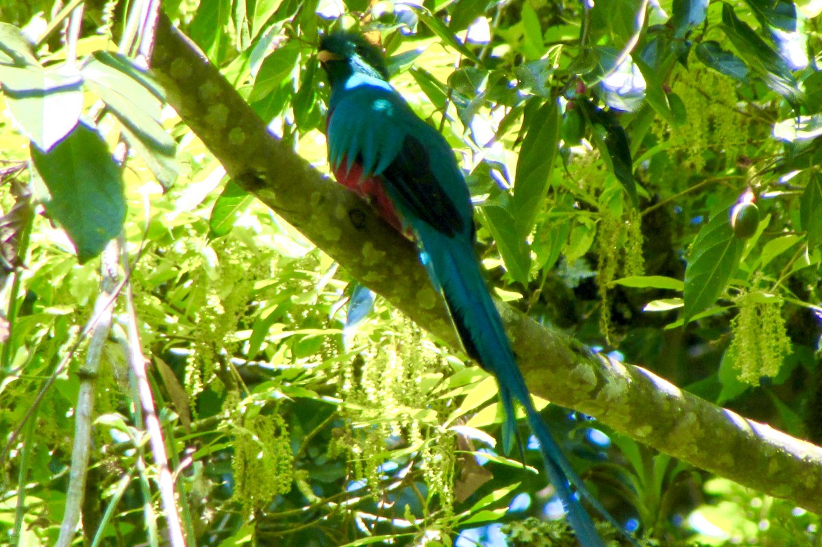 Resplendent Quetzal - ML646096267