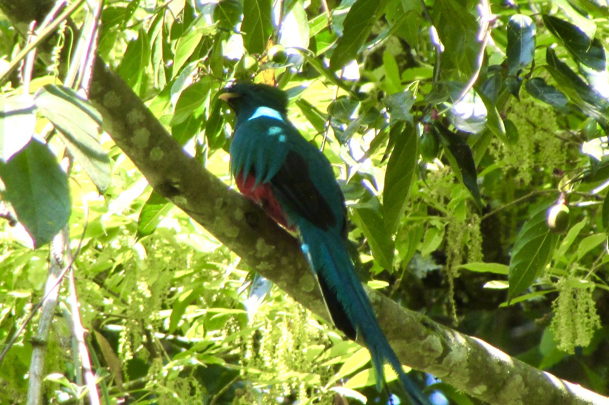 Resplendent Quetzal - ML646096268