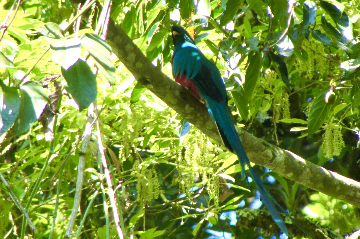 Resplendent Quetzal - ML646096269