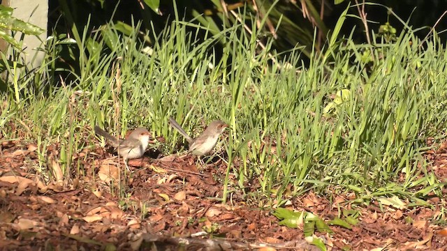 Superb Fairywren - ML646096273