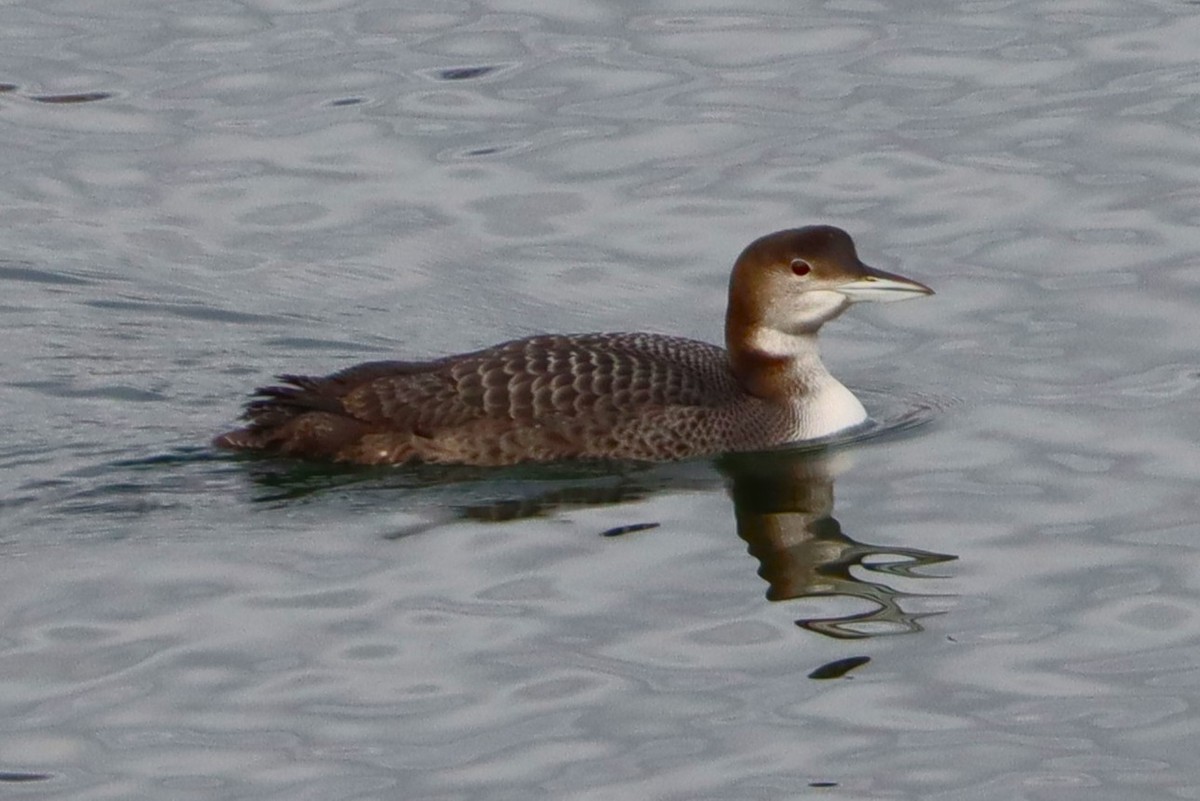 צוללן צפוני - ML646096274