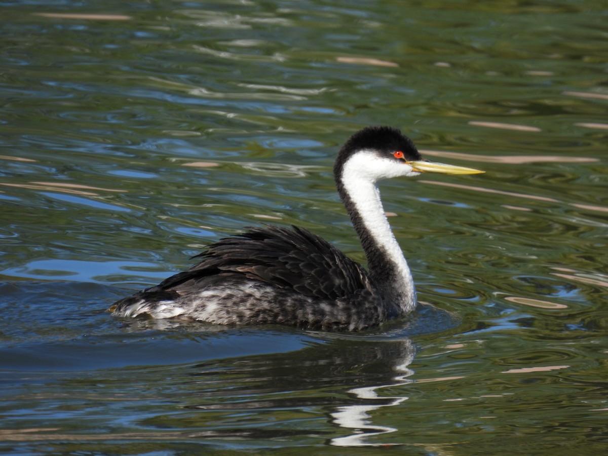 Western Grebe - ML646096275