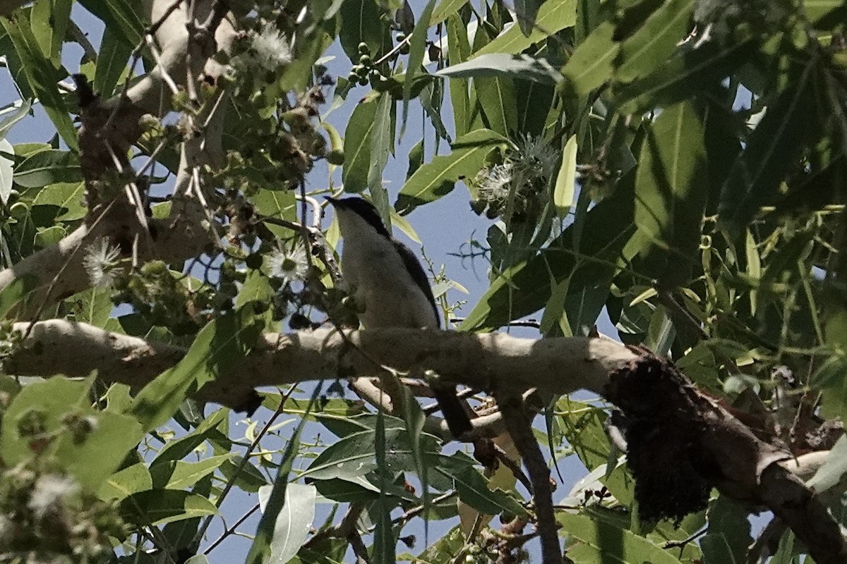 Shining Flycatcher - ML646096276