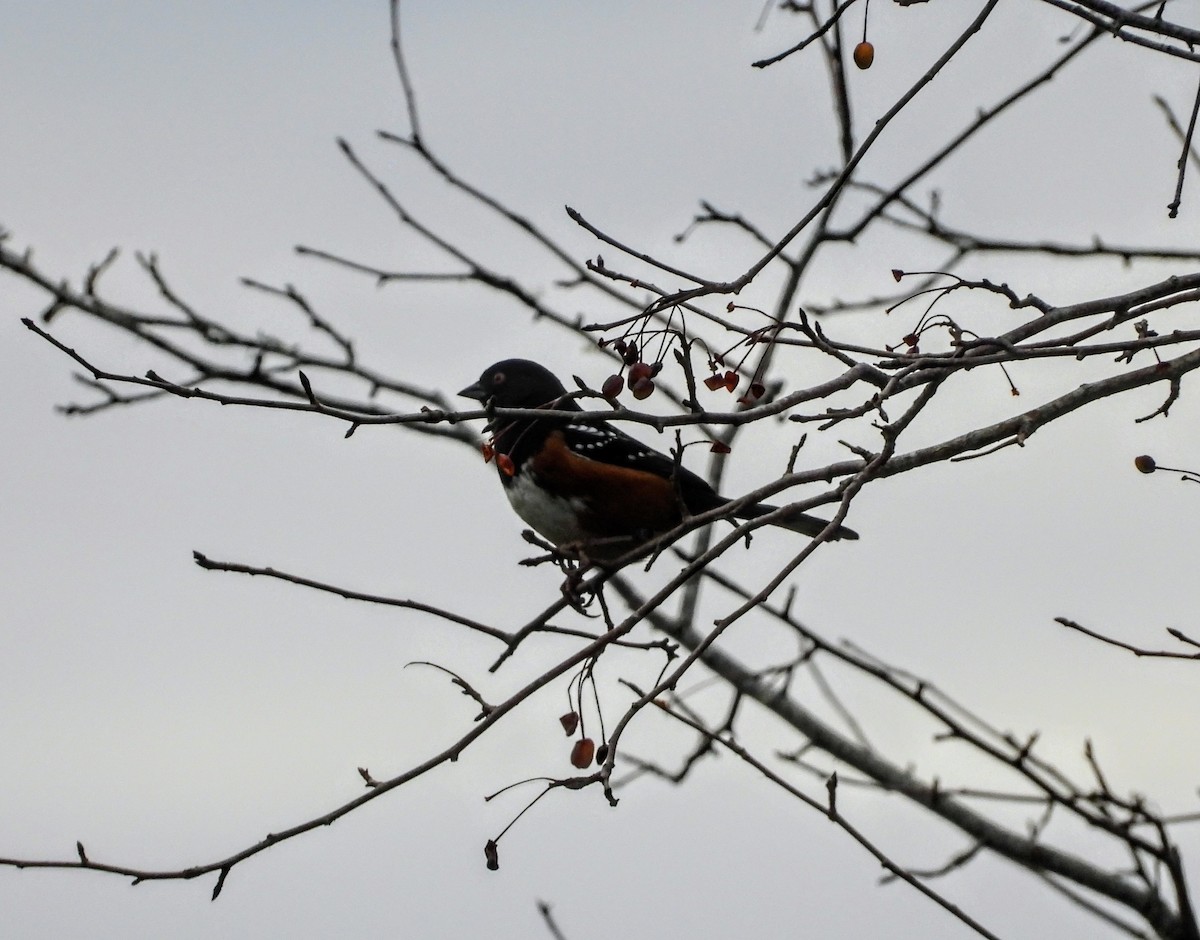 Spotted Towhee - ML646096277