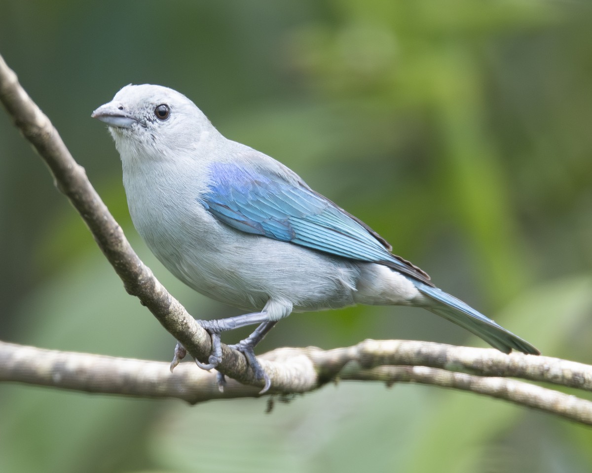 Blue-gray Tanager - ML646096278