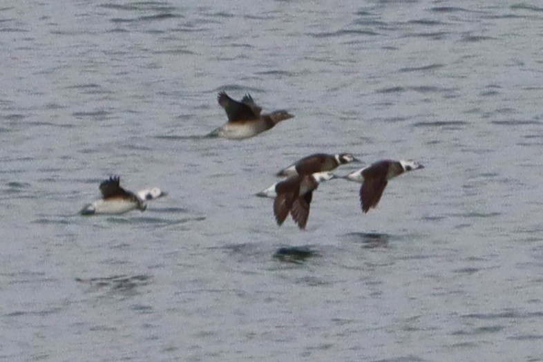 ברווז קרח - ML646096285