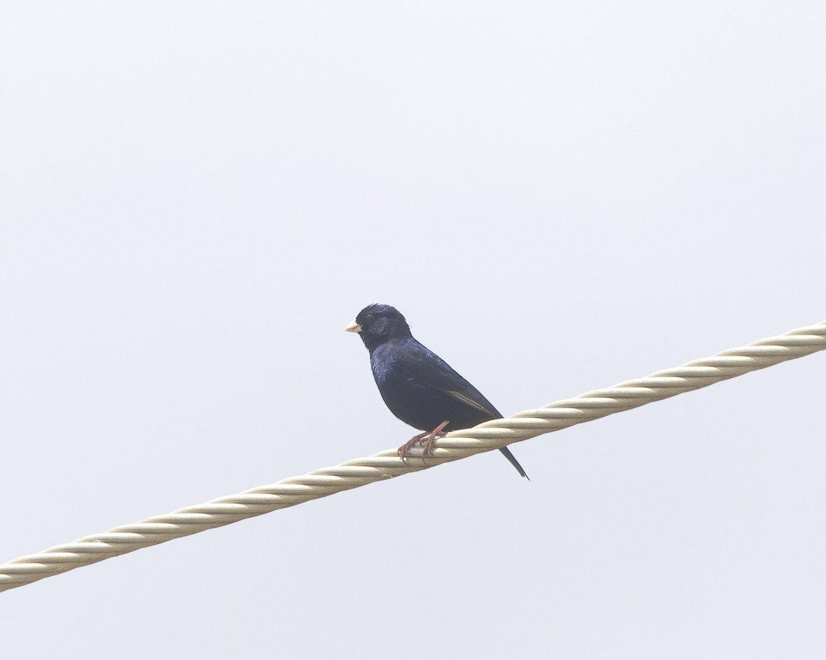 Village Indigobird - ML646096286