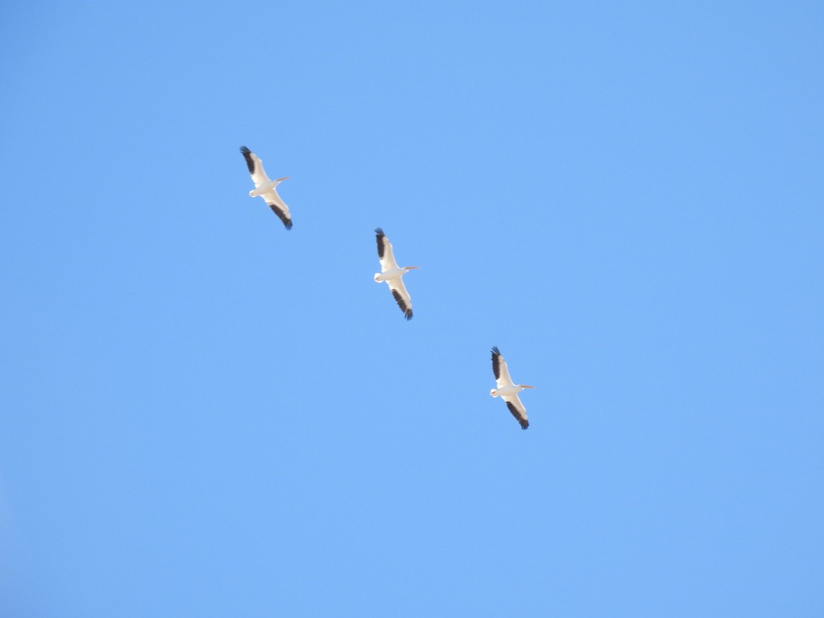 American White Pelican - ML646096290