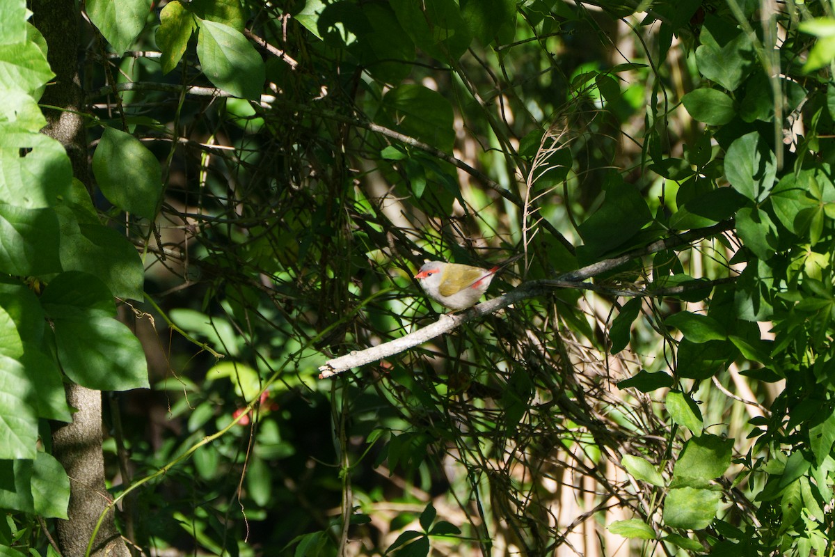 Al Kaşlı Belikınalı - ML646096296