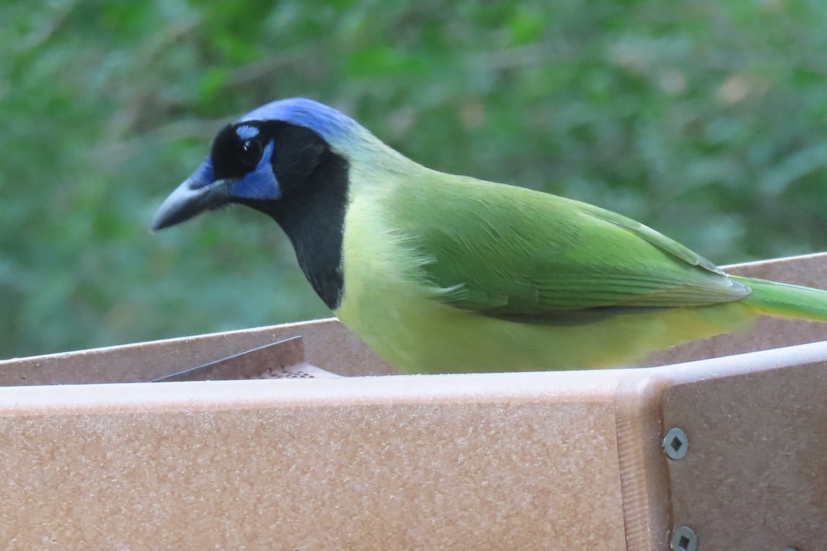 sojka zelenavá - ML646096299