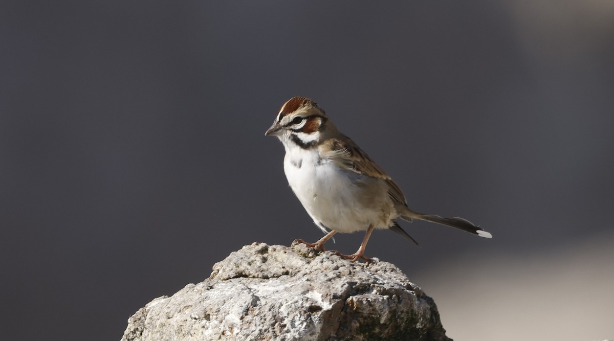 Lark Sparrow - ML646096300