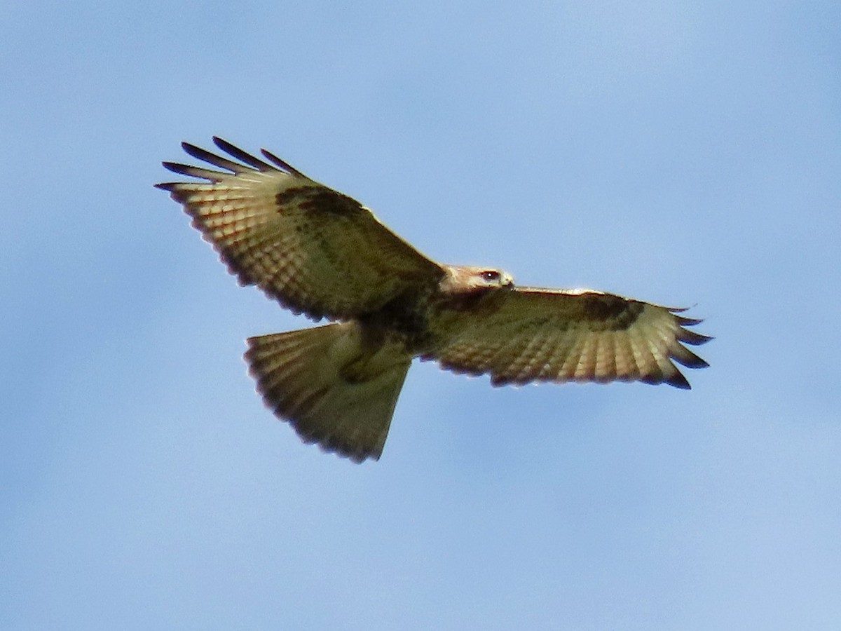 Eastern Buzzard - ML646096304