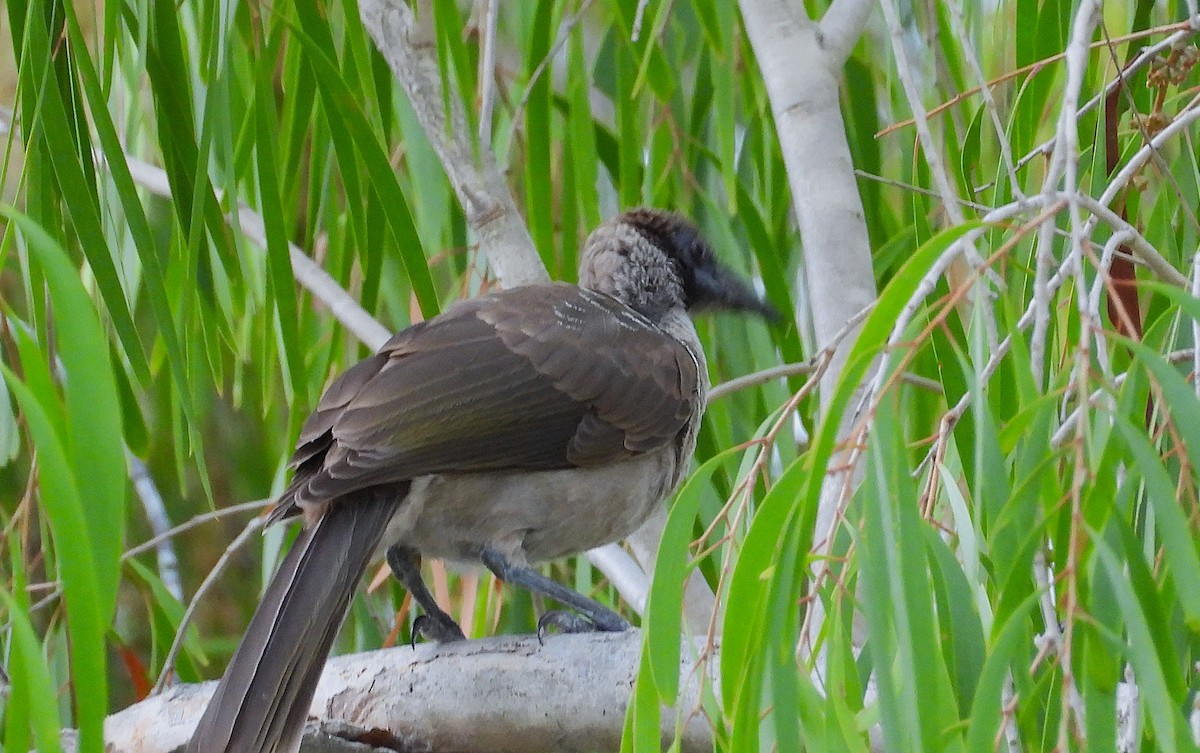 Helmlederkopf - ML646096305