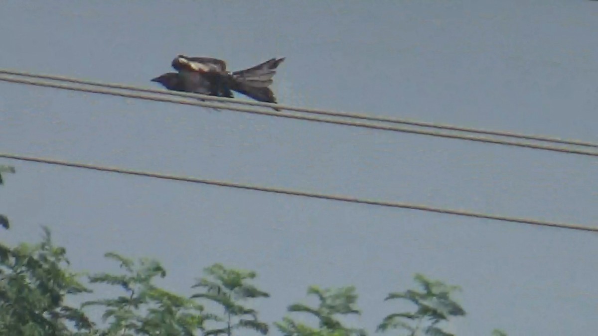 Black Drongo - ML646096306