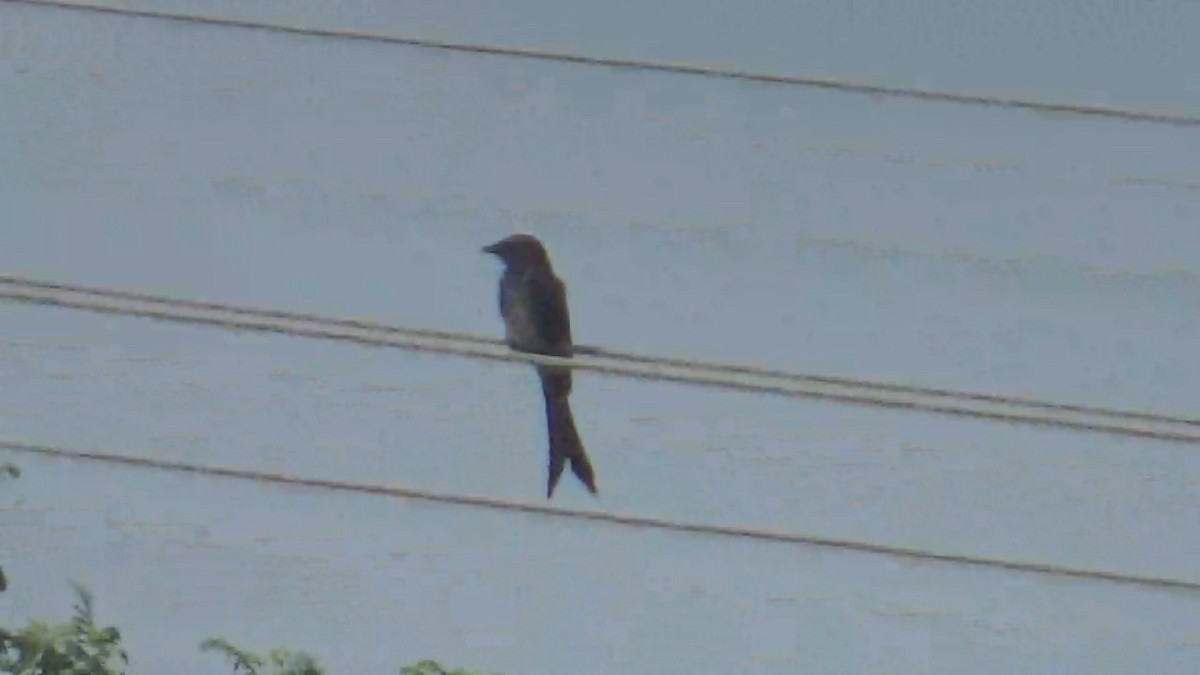Black Drongo - ML646096307
