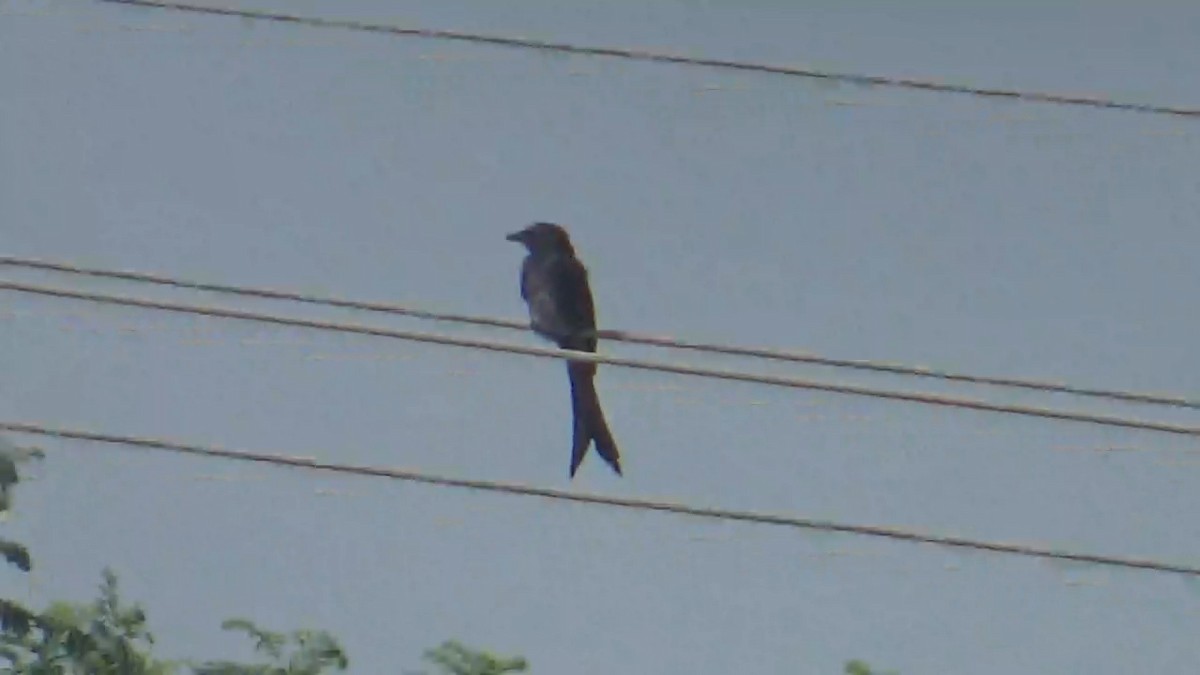 Black Drongo - ML646096308