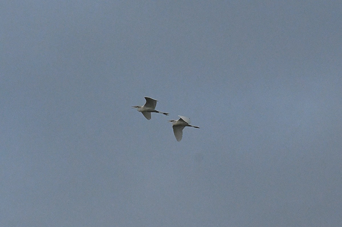 Great Egret (American) - ML646096309