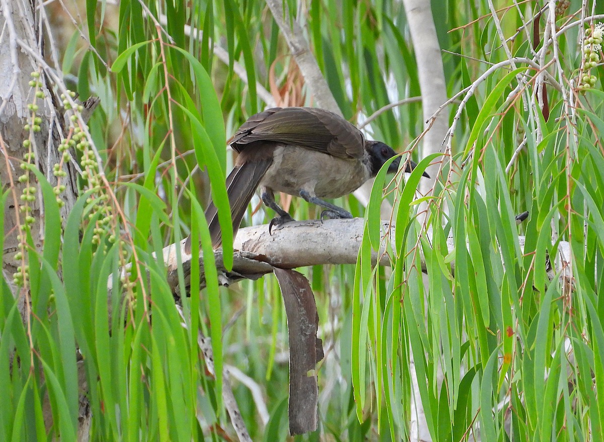 Helmlederkopf - ML646096310