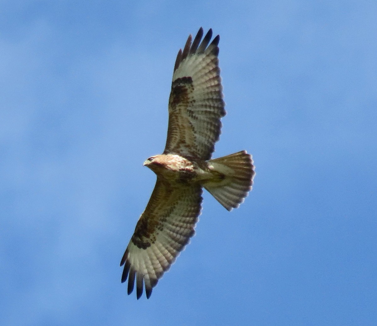 Eastern Buzzard - ML646096314