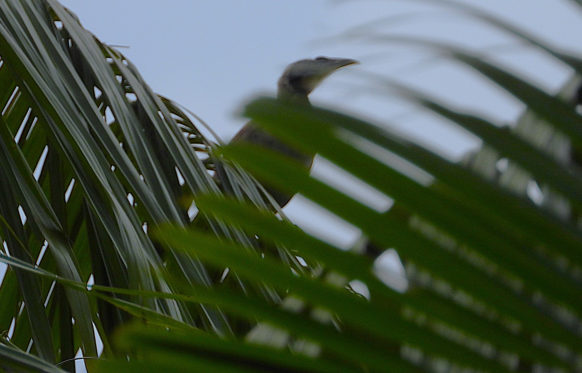 Helmlederkopf - ML646096315