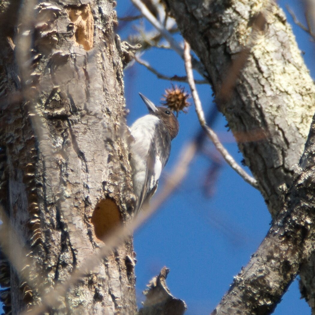 Red-headed Woodpecker - ML646096317