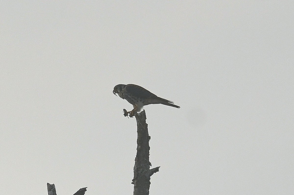 בז אמריקני - ML646096321