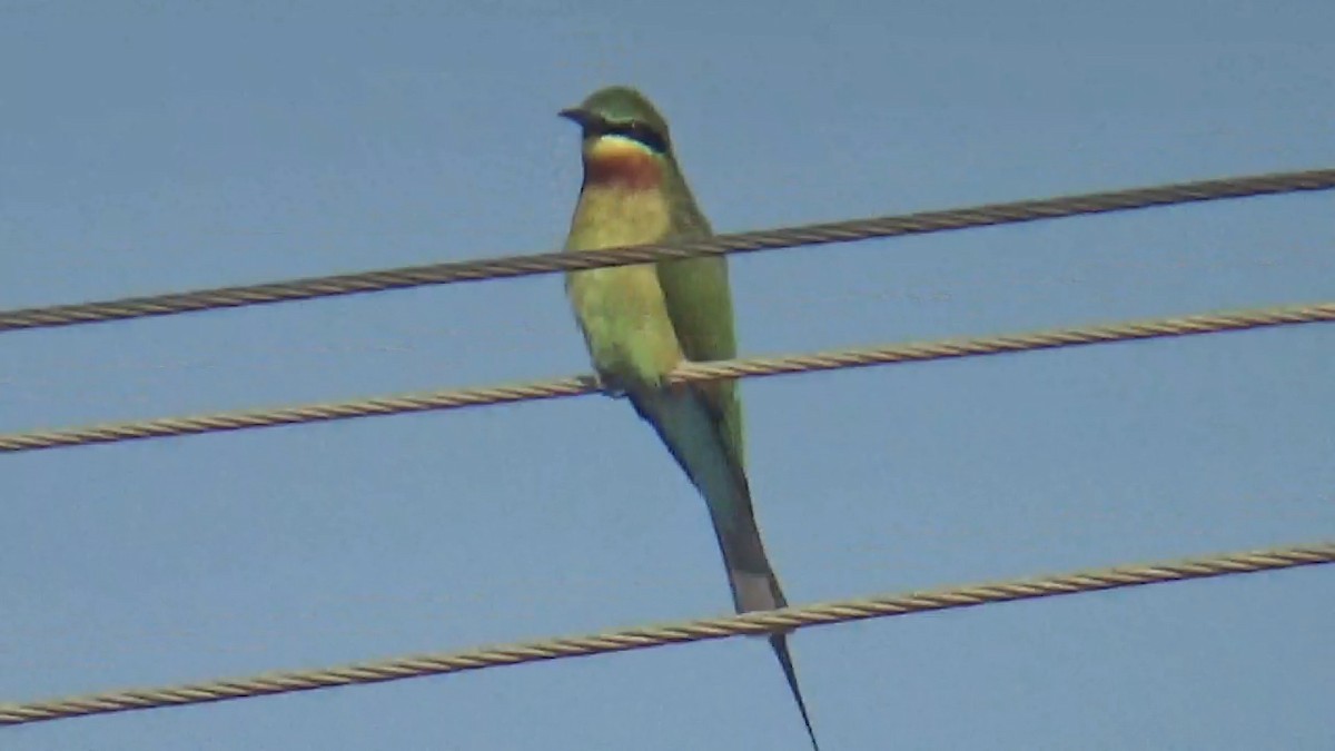 Blue-tailed Bee-eater - ML646096322