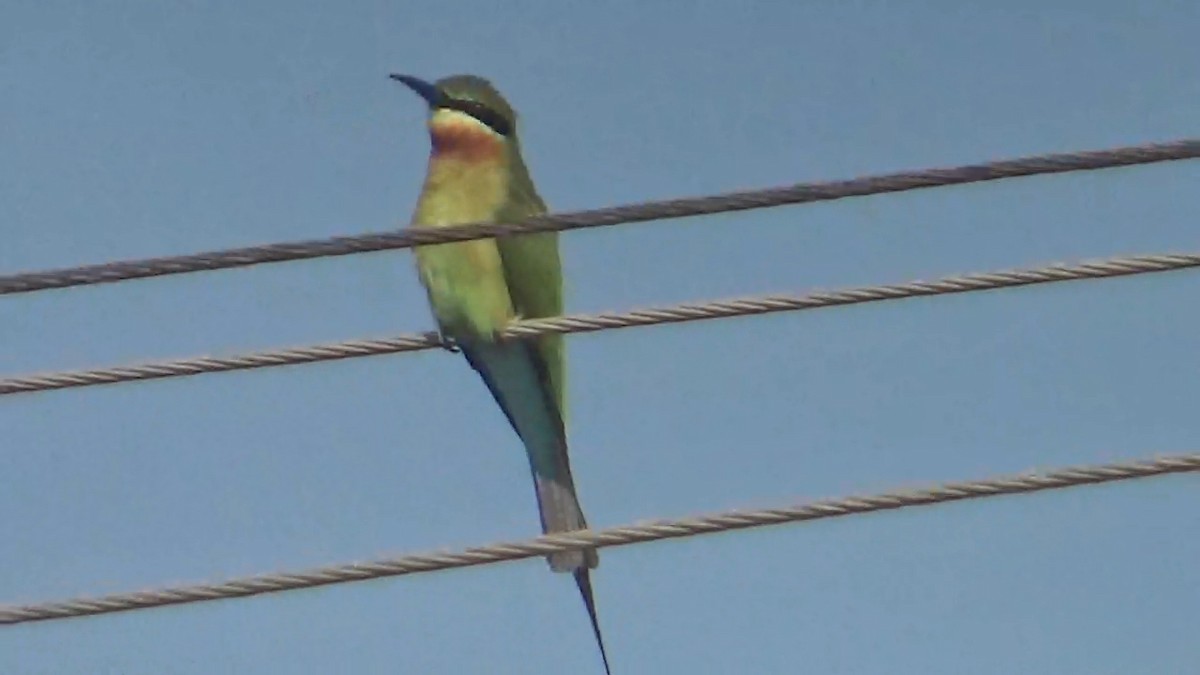 Blue-tailed Bee-eater - ML646096323