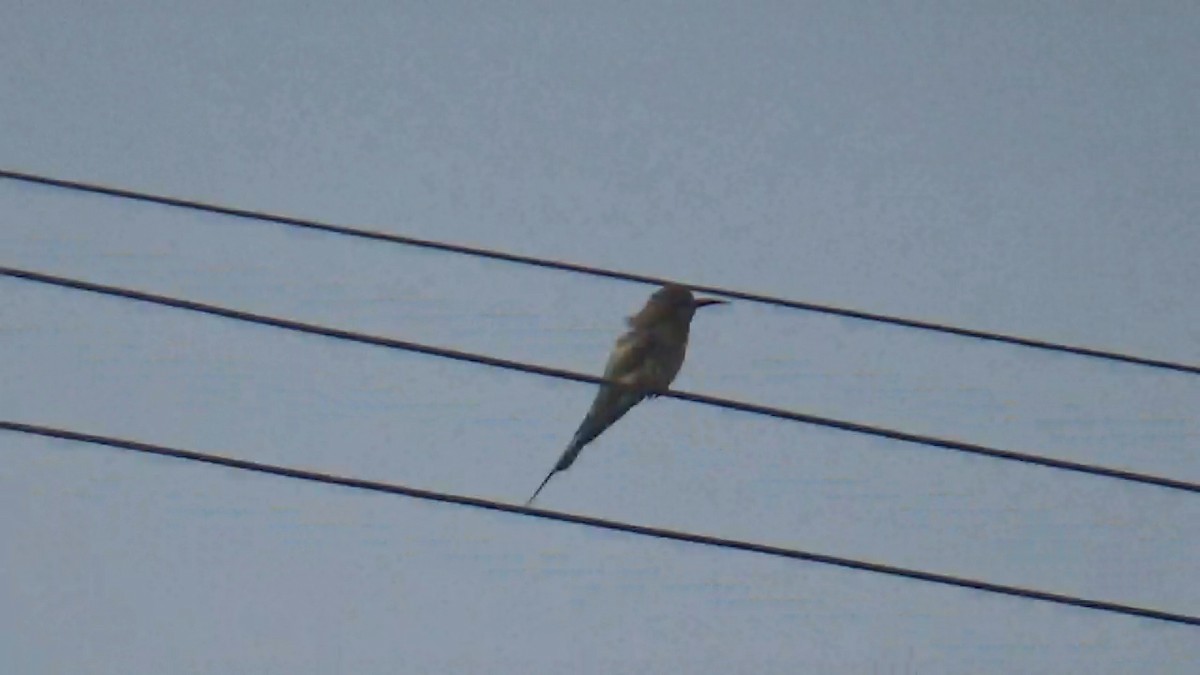 Blue-tailed Bee-eater - ML646096324