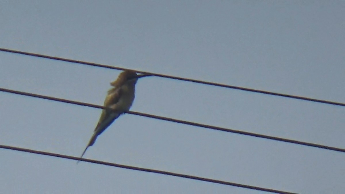 Blue-tailed Bee-eater - ML646096325