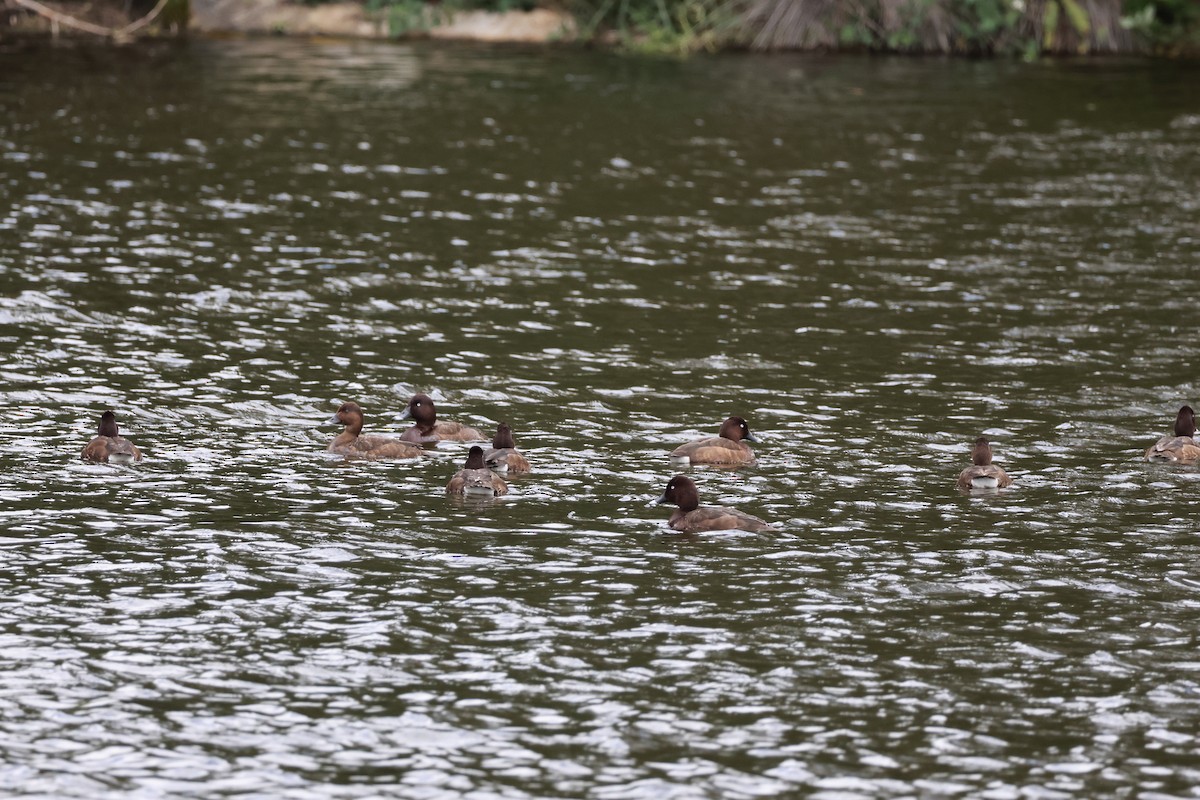 Hardhead - ML646096326