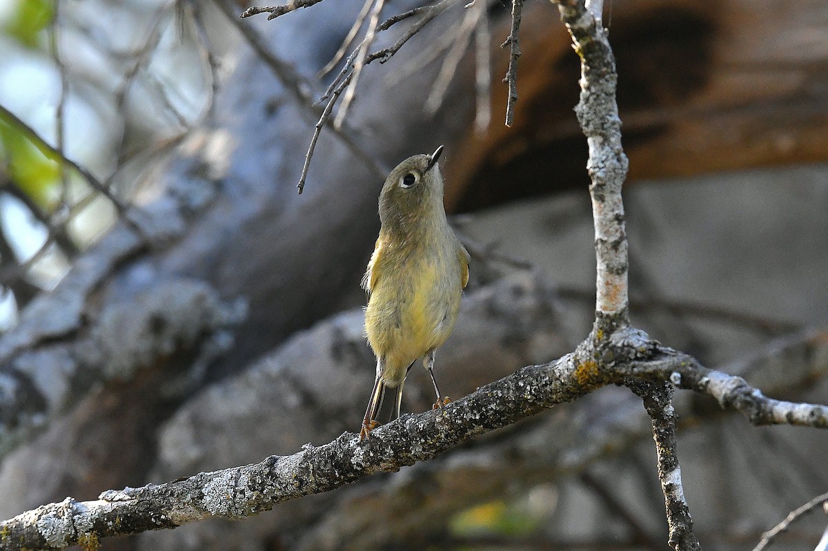 Ruby-crowned Kinglet - ML646096331