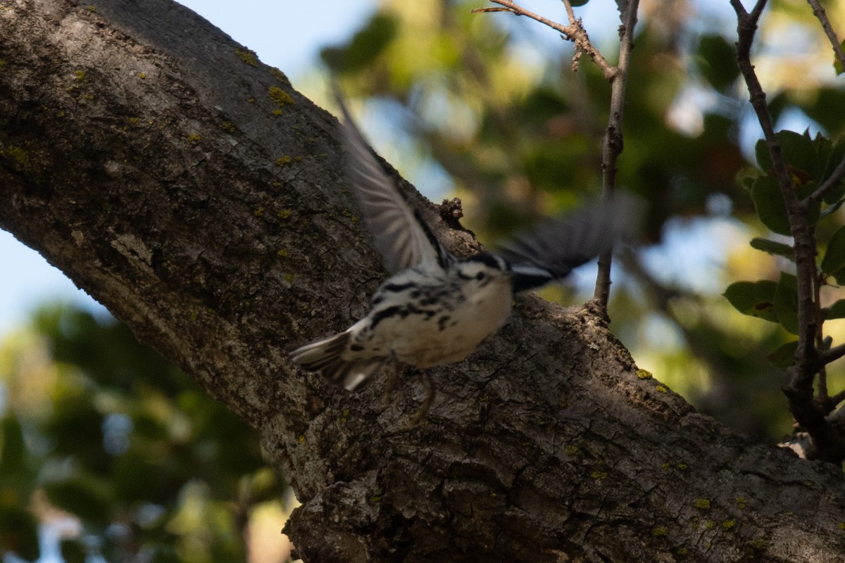 Kletterwaldsänger - ML646096332